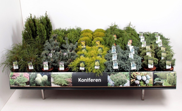 <h4>Coniferen en Heester</h4>