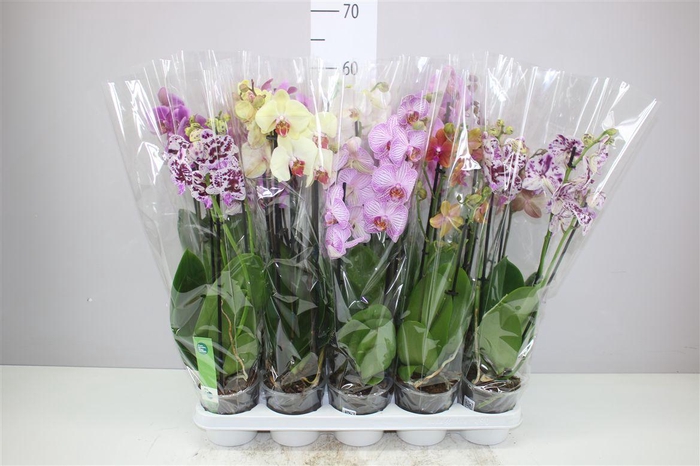 <h4>Phal Gemengd 3 Tak</h4>