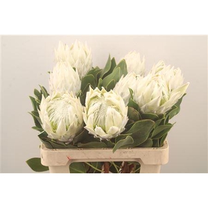 Protea Cy Arctic Ice