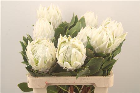 <h4>Protea Cy Arctic Ice</h4>