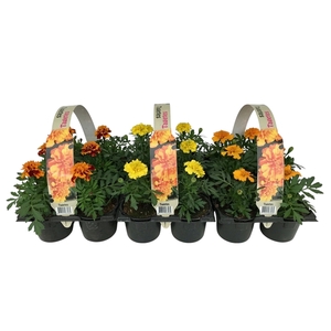 Tagetes mixkar 6p