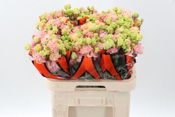 <h4>Eus G Alissa Peach</h4>