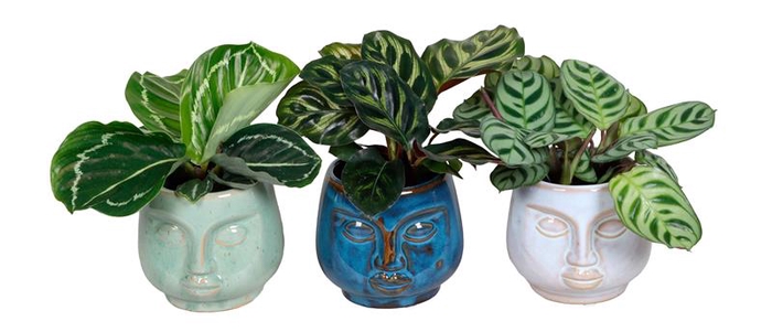 CALATHEA MIX P6 L 65577