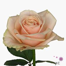 Rosa large pearl avalanche+