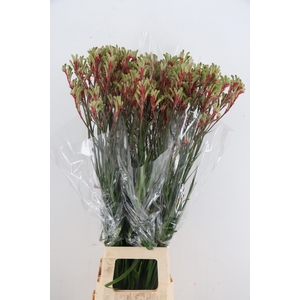 ANIGOZ JUDITH GREEN/RED 100CM