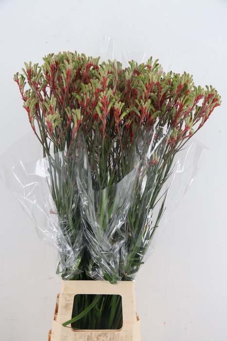 <h4>ANIGOZ JUDITH GREEN/RED 100CM</h4>