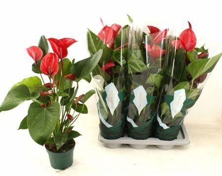 <h4>Anthu Melodia Ibis 6+ Exclusive</h4>