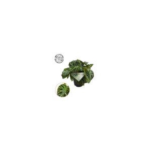 Silver Jewel 15cm
