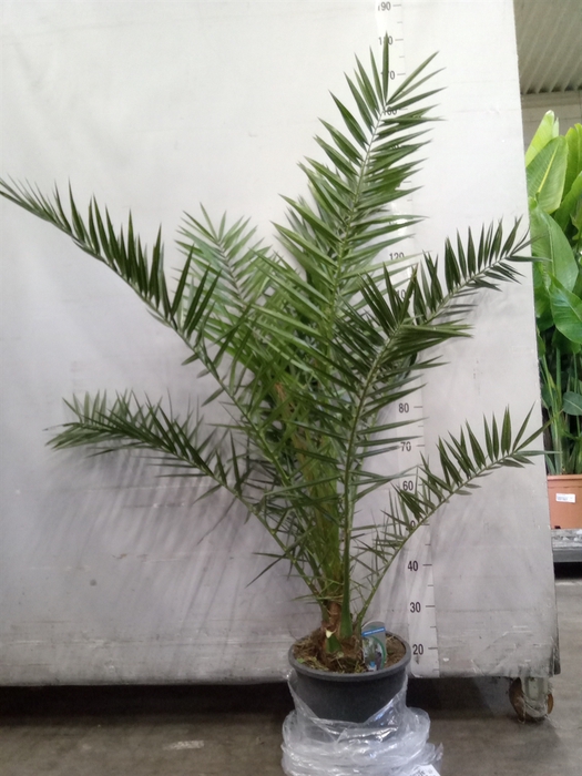 <h4>Phoenix canariensis</h4>