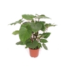 Homalomena Maggy HoRu24TF