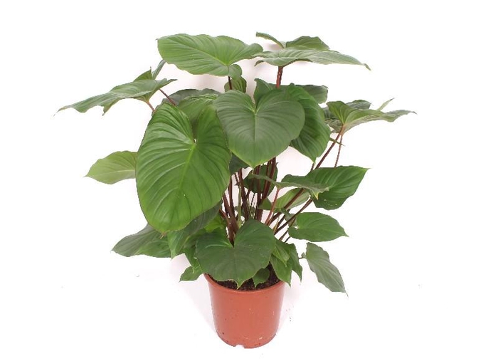 <h4>Homalomena Maggy HoRu24TF</h4>