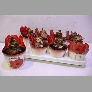 Hippeas Ov Rood In Potcover