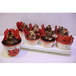 arr8 Hippeas Ov Rood In Potcover
