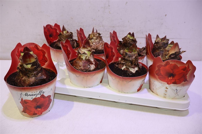<h4>arr8 Hippeas Ov Rood In Potcover</h4>