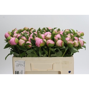 Paeonia Angel Cheeks