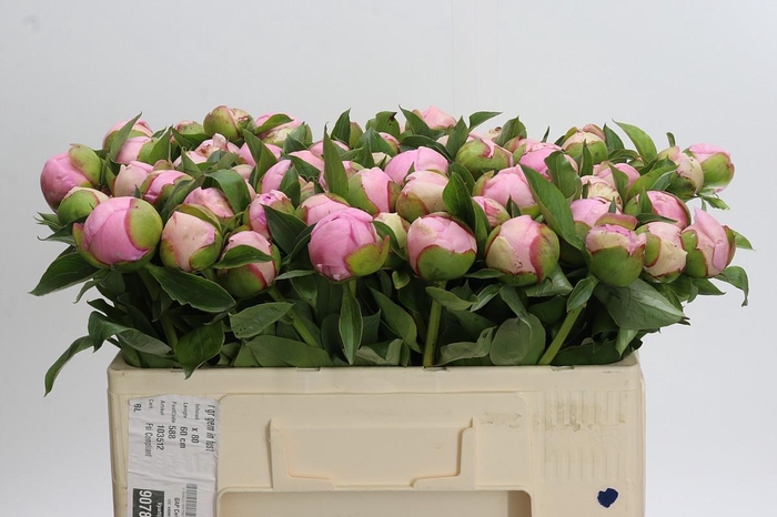 Paeonia Angel Cheeks