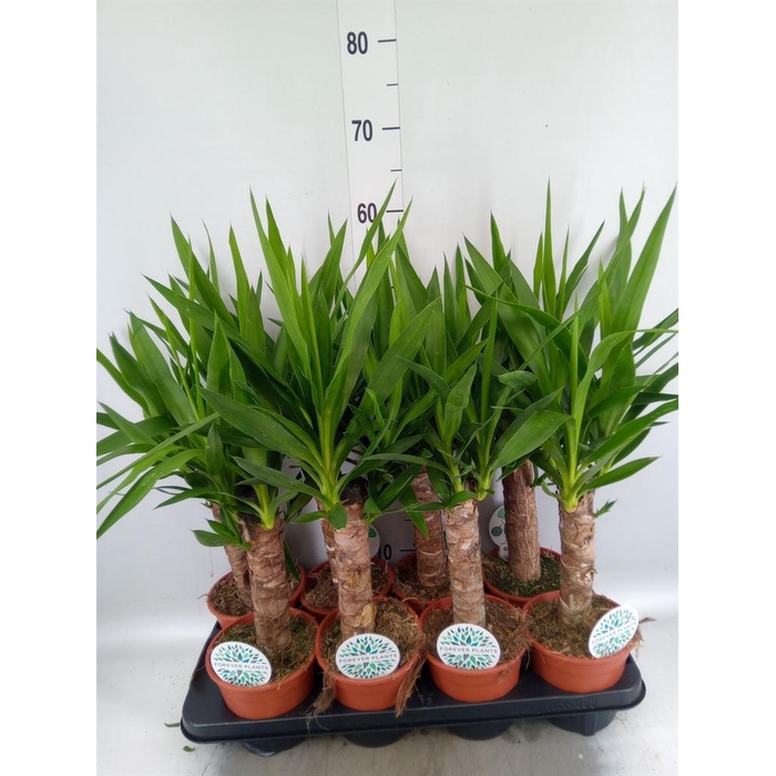 <h4>Yucca   ...</h4>
