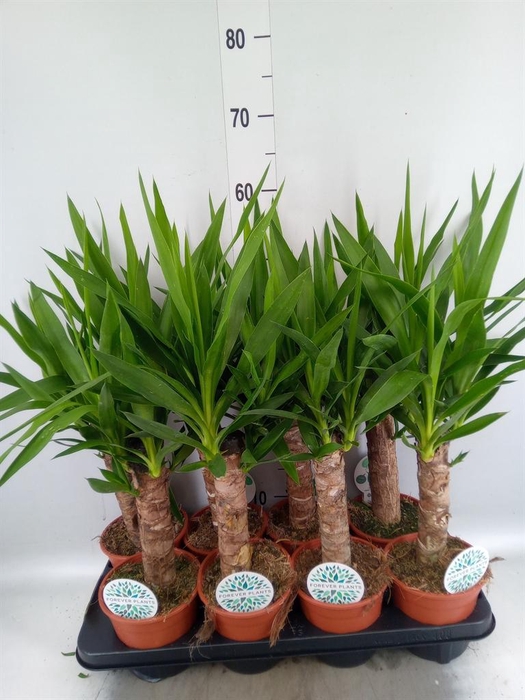 Yucca   ...