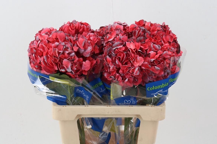 <h4>Hydr Rosy Grey</h4>