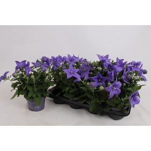 PLATYCO GR ASTRA BLU