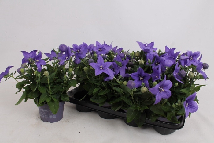 <h4>PLATYCO GR ASTRA BLU</h4>