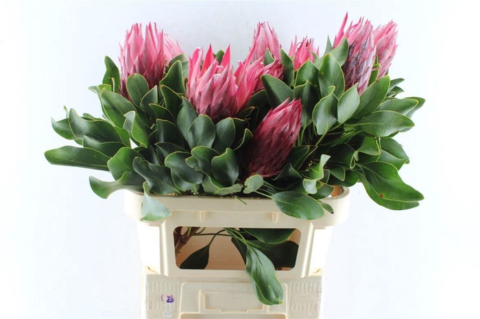 <h4>PROTEA CY MADIBA</h4>