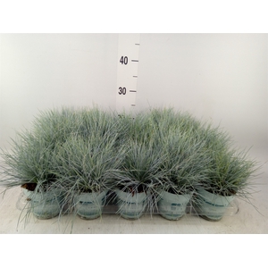 Festuca glauca 'Compacta Blue'