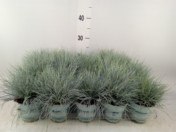 <h4>Festuca glauca 'Compacta Blue'</h4>
