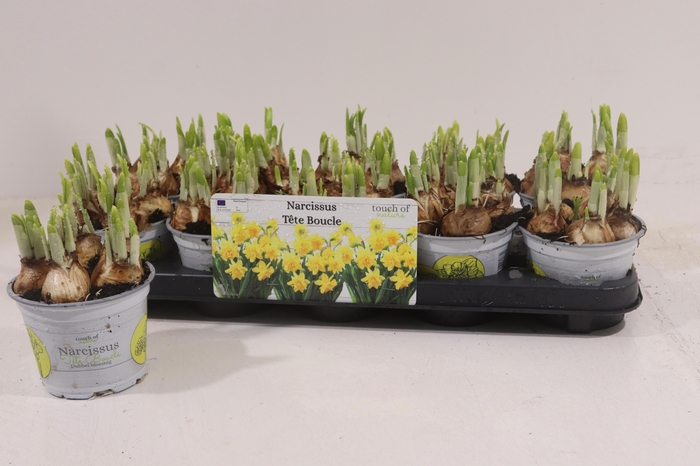 <h4>NARC D TETE BOUCLE</h4>