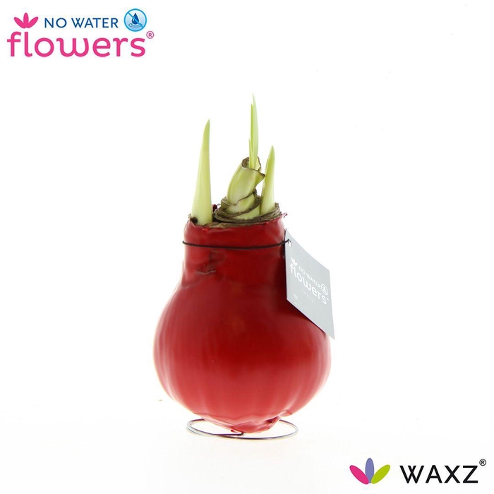 <h4>No Water Flowers Waxz® Red</h4>
