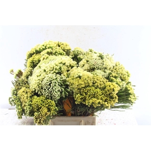 Kaaps Nebelia Palacea