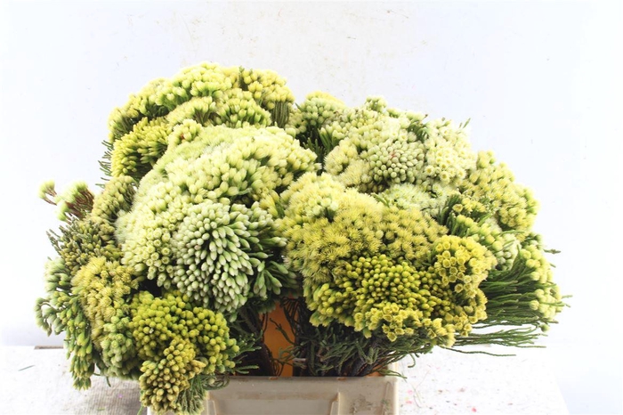 <h4>Kaaps Nebelia Palacea</h4>