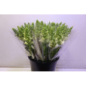 Antir Poto Earl Whit