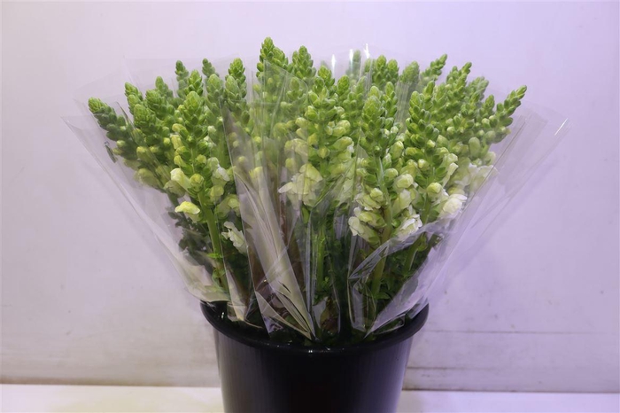 <h4>Antir Poto Earl Whit</h4>