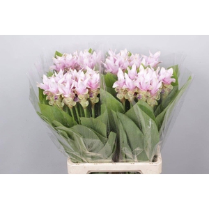 Curcuma Light Pink