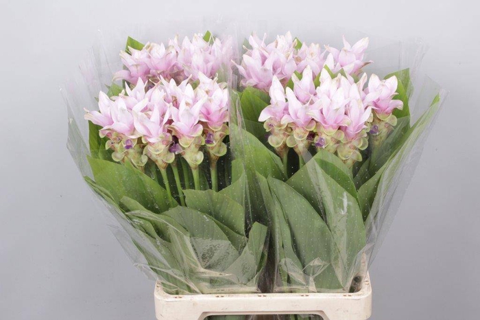 <h4>Curcuma Light Pink</h4>