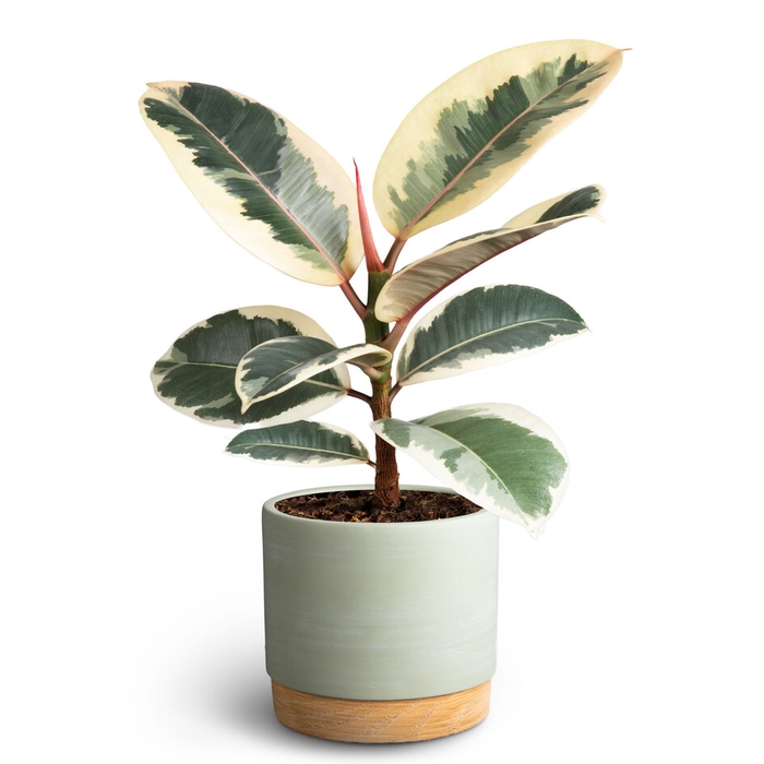 <h4>FICUS ELASTICA P12 WOODB GREEN</h4>
