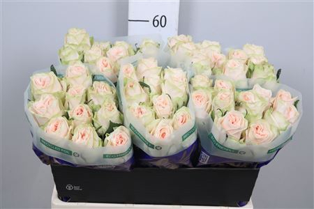 <h4>R Gr Wedding Rose</h4>