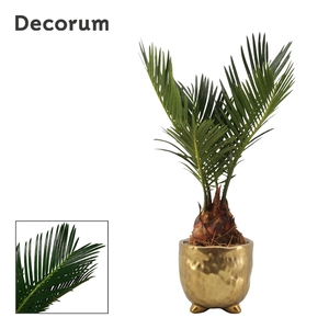 Cycas revoluta 6 cm, 3+ veren in Sigma (Deco-collection)