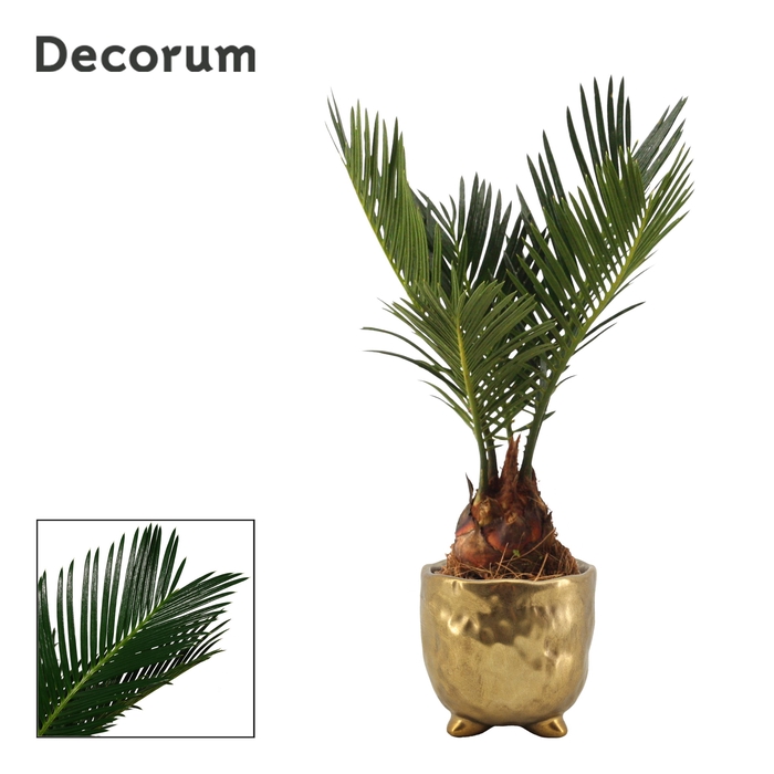 <h4>Cycas revoluta 6 cm, 3+ veren in Sigma (Deco-collection)</h4>