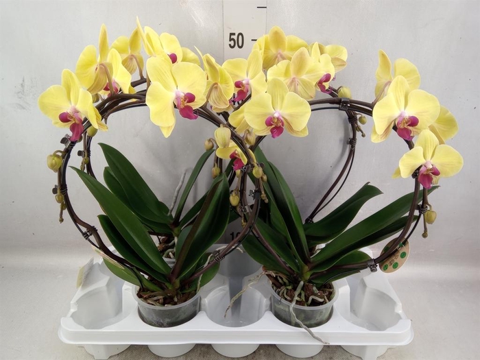 <h4>Phalaenopsis   ...</h4>