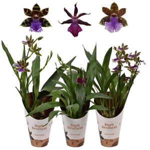 Zygopetalum 2 tak 12 cm