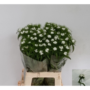 DI BARB S WILL WHITE