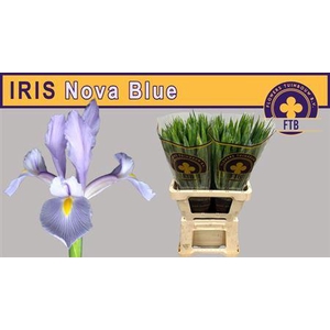 Iris Nova Blue