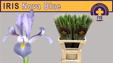 <h4>Iris Nova Blue Nieuw</h4>