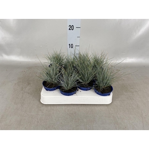 Festuca glauca