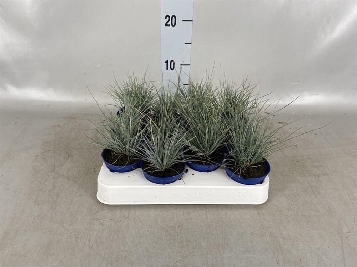 <h4>Festuca glauca</h4>