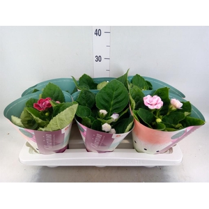 Sinningia  'Brocade'   ...mix