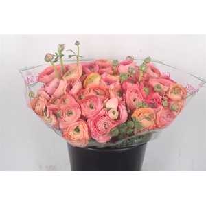 Ran.. Su Salmon 898 Extra X50