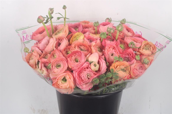 <h4>Ran.. Su Salmon 898 Extra X50</h4>